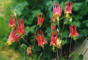 Aquilegia eleganthula